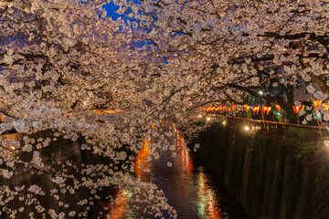 目黒川の桜