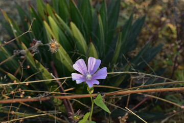 purple crocus flower
