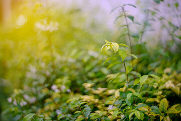 Fresh spring grass in evening.