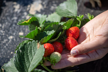 Fresh and plump red strawberries among green leaves