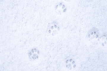 winter background: fresh clean even snow, large snowflakes, cat footprints