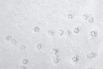 winter background: fresh clean even snow, large snowflakes, cat footprints