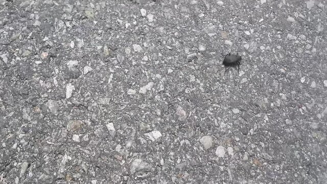 Big black bug beetle running on a grey paved concrete floor