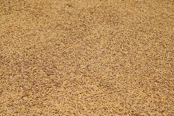 Rice Grain with Husk
