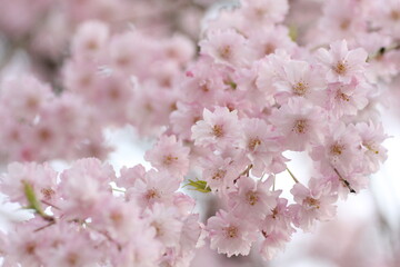 しだれ桜