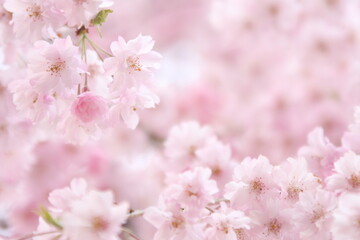 しだれ桜