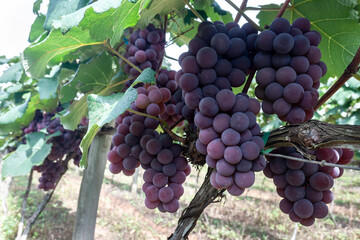 Fototapeta premium Red grape fruit in Brazil