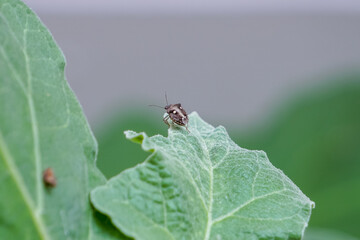 Small insects on the green leaves.