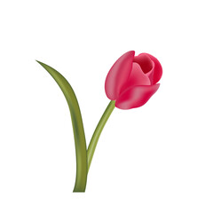 Tulip. Tulips. Flat icon of tulip. March. Women`s day. illustration.