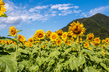 風景素材　清々しい青空とひまわりの花