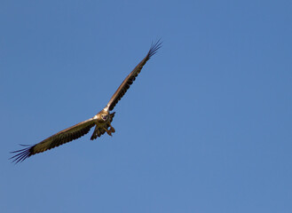 Eagle, flying in the blue sky, spotted in Singapore 