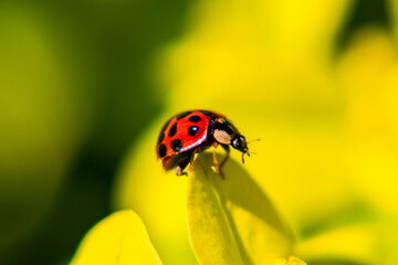 Naklejka premium 風景素材 ノウルシとてんとう虫