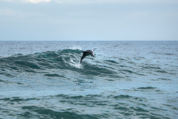 Fototapeta premium Jumping dolphin, Sydney Australia