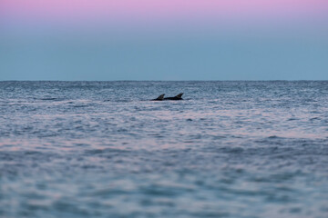 Naklejka premium Dolphins at sunset, Byron Bay Australia