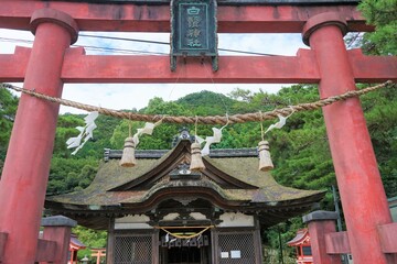 Fototapeta premium Shirahige shrine with Torii Gate, Shiga, Japan - 滋賀 白髭神社 鳥居 