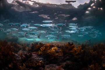 Fototapeta na wymiar School of fish swimming in the crystal clear water, Australia