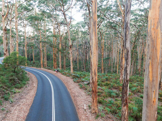 Karri Forest Road South West Western Australia