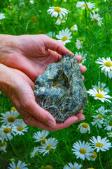 Serpentinite in hands on a background of a field of flowers of daisies