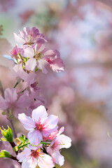 Spring banner, branches of blossoming cherry against background of blue sky and butterflies on nature outdoors