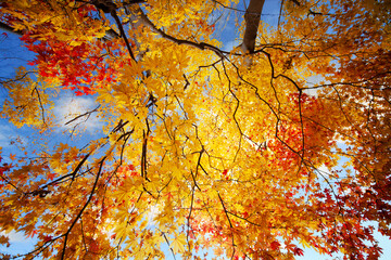 Best beautiful picture of colorful maple leaves