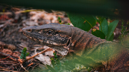 Rosenberg's Monitor
