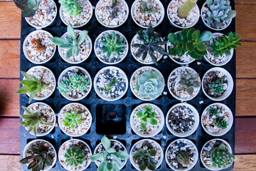 Beautiful close up different of cactus species in pots on plastic tray on wooden background