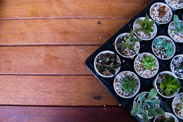 Beautiful close up different of cactus species in pots on plastic tray on wooden background
