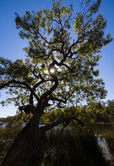 Fototapeta premium Three of Life with sun burst at Lake Leschenaultia in Chidlow, Perth, Western Australia