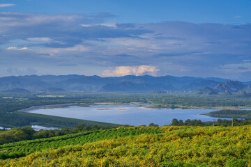 Maxican sunflower valley of mae mo district lampang with blue sky and lake