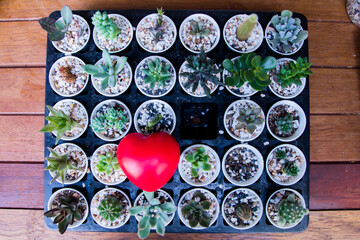 Valentine red heart decorated with cactus pots on wooden rustic background