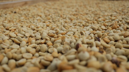 Obraz premium Coffee beans being able to use background