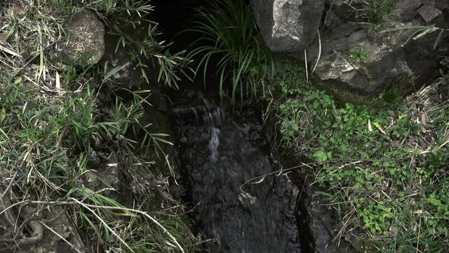 水路を流れる水と自生する緑の草