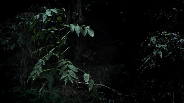 夜のジャングルに光植物