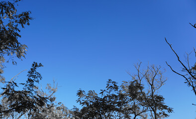 trees in the sky in the late afternoon with copy space