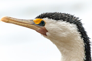 close up of a little pied cormorant head