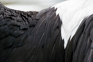 black and white pelican feather close-up back