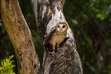 Australian masked owl in tree near his nest