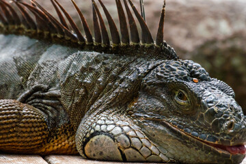 iguana in the zoo (green iguana)