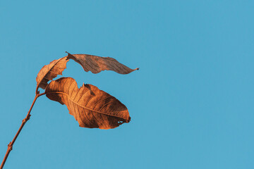Dry leaves on twig with light blue sky wallpaper. The coming autumn season concept.