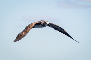 The sea birds