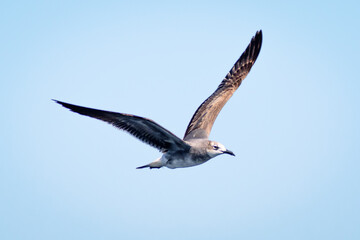 The sea birds
