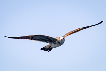The sea birds