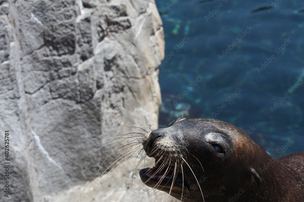 Canvas Prints sea lion