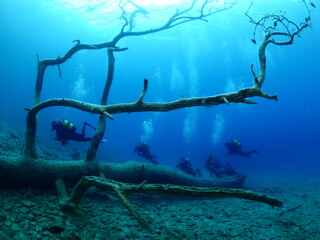 scuba divers exploring  underwater tree ocean bottom scenery