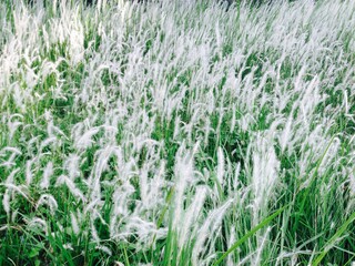 grass in the wind