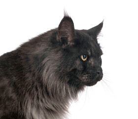 maine coon cat