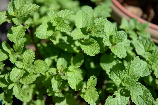 Close up papermint in the herbal garden , papermint leaf
