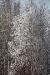 Frosted Tree, Elk Island National Park, Alberta