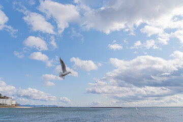 カモメが舞う海