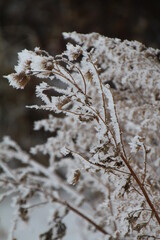 Frost On Plants, Elk Island National Park, Alberta